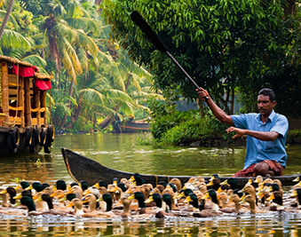 Alappuzha Duck growers wherry